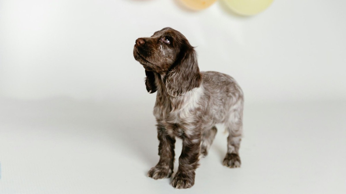    Один взгляд — и все понятно. Собаки чувствуют, кто ты на самом деле.