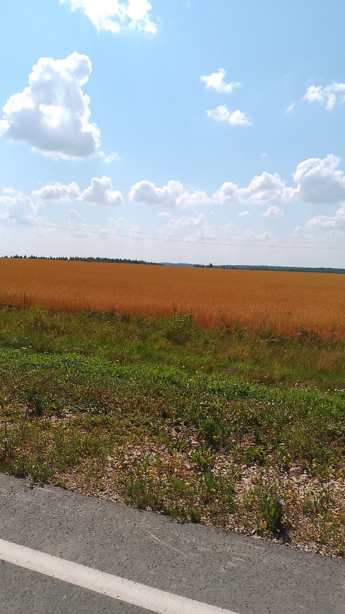 Хлебное поле