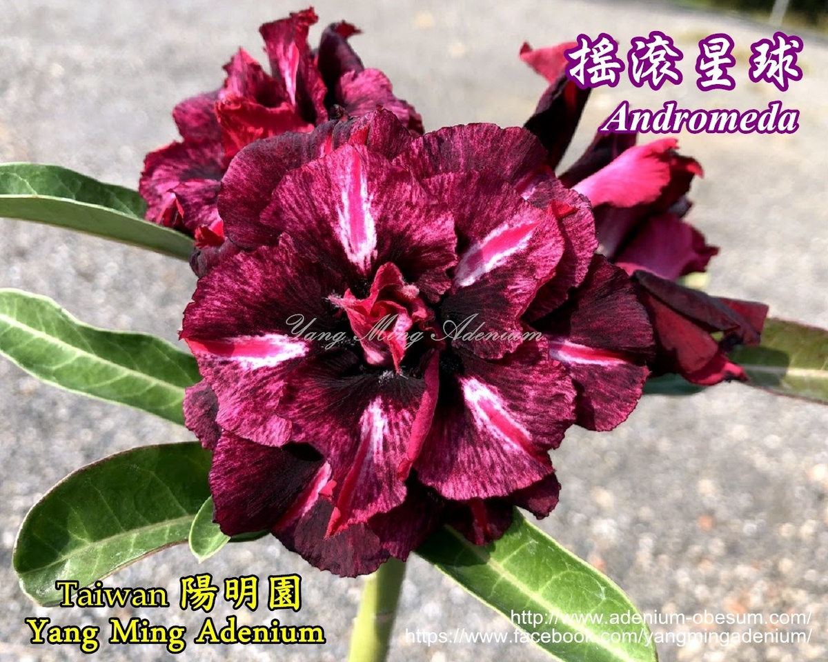 Andromeda фото из питомника