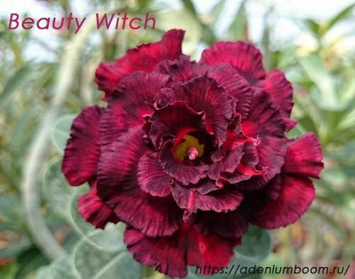 Beauty Witch фото из питомника