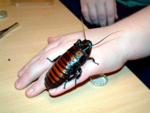 Древние боялись их не просто так. Может, тараканы — посланники иных миров?