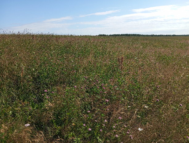 Об одном из этих растений пойдет речь дальше