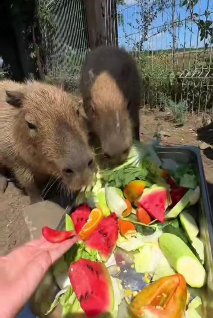 Источник фото: Южный парк птиц «Малинки»