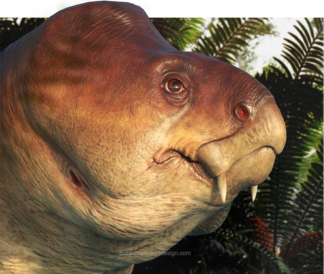 Аргодицинодон. Портретная реставрация.