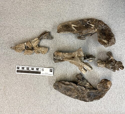 Фрагментарный череп аргодицинодона.