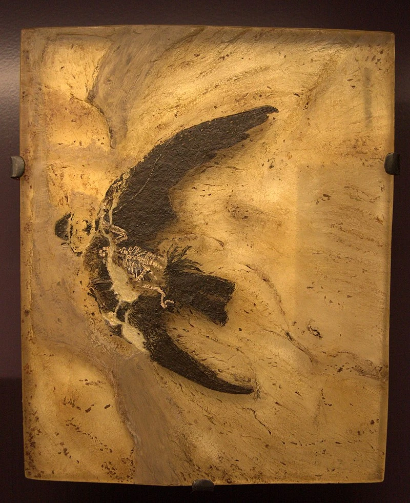 Один из образцов сканиакипселя во Франкфуртском музее