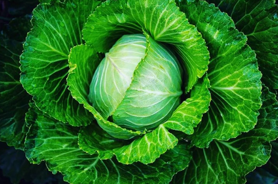 Популярный овощ, принадлежащий к семейству крестоцветных (Brassicaceae).