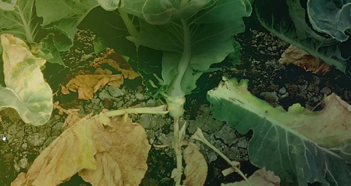 Она широко используется в кулинарии и ценится за свои питательные свойства, а также за способность долго храниться.