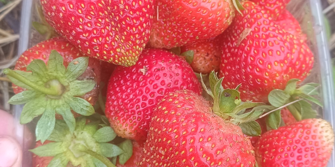 Второй урожай клубники))))