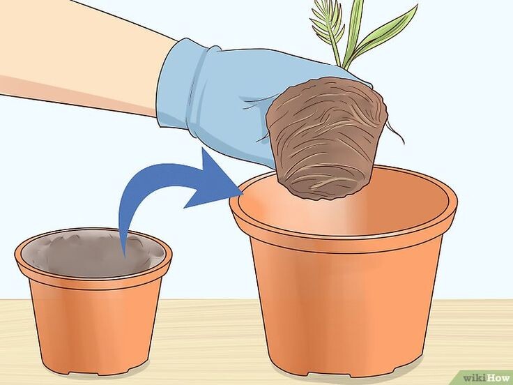 Фото из интернета