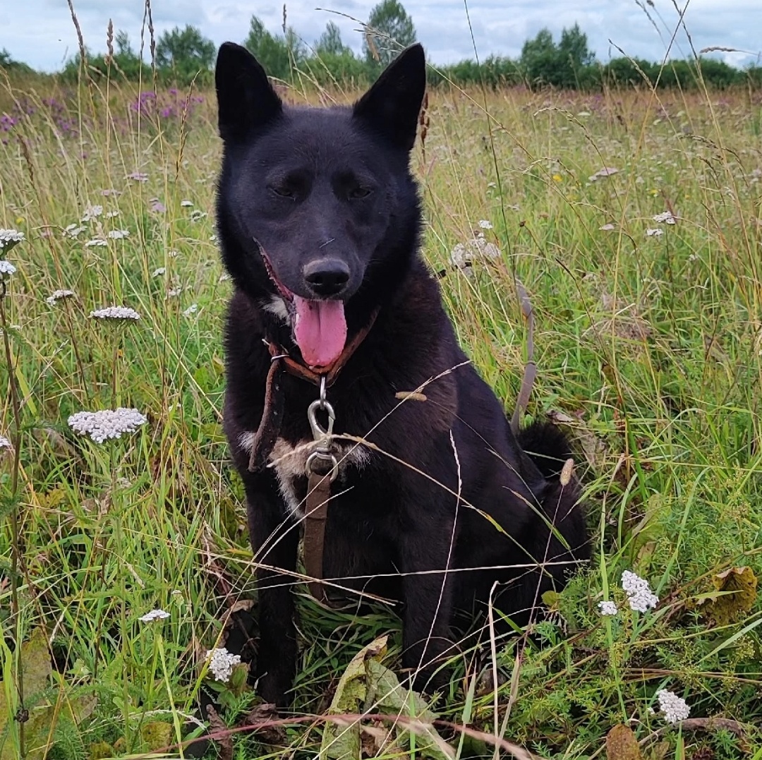 Красотка Рэсси, возраст около двух лет