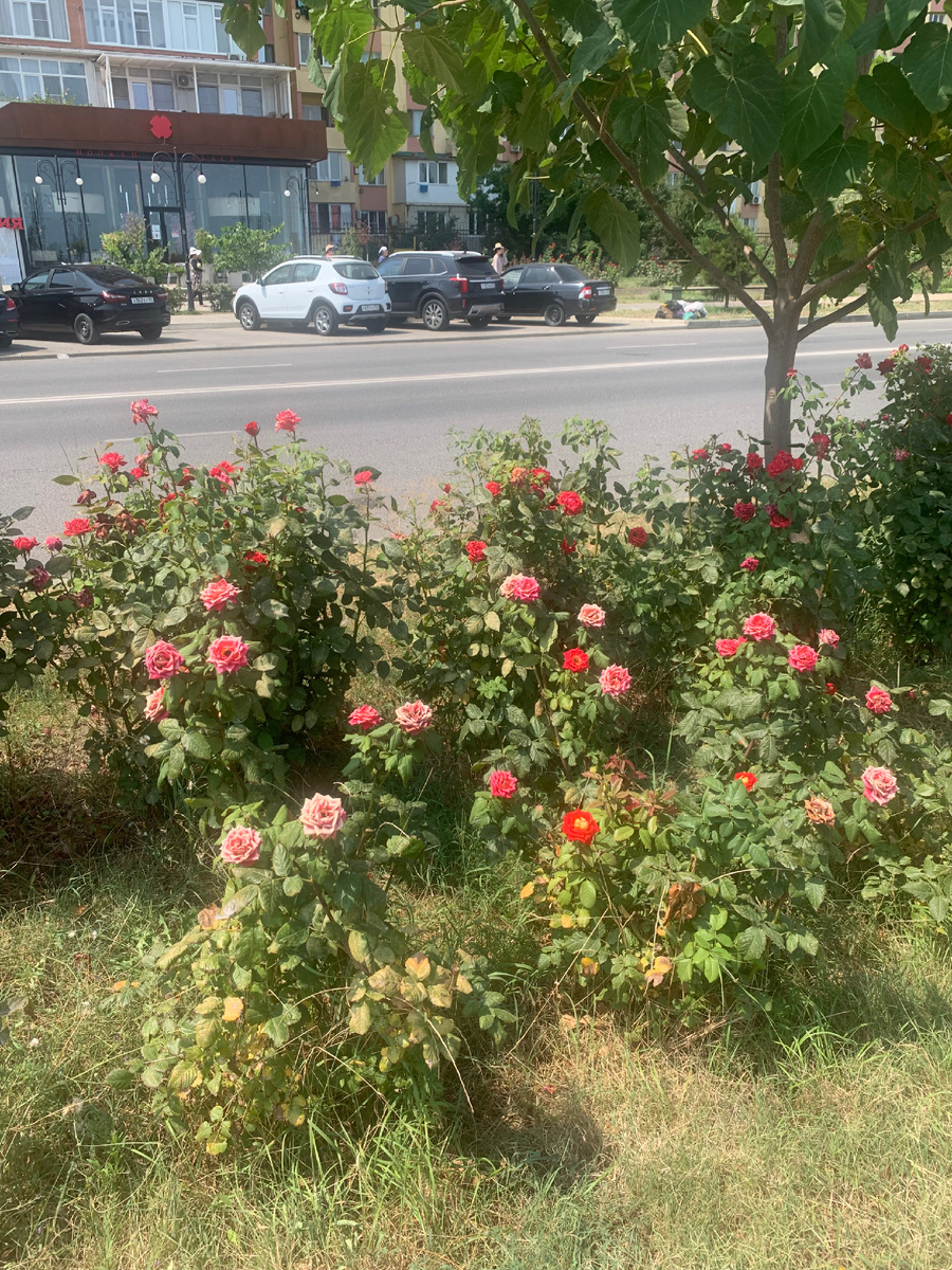 Много розовых кустарников