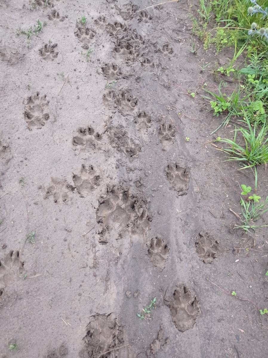 Это следы от нашего маленького собачьего табунчика. Слева от меня, по второй колее (той, что не влезла в кадр), столько же следов. А огромная лапа по центру - от Рава