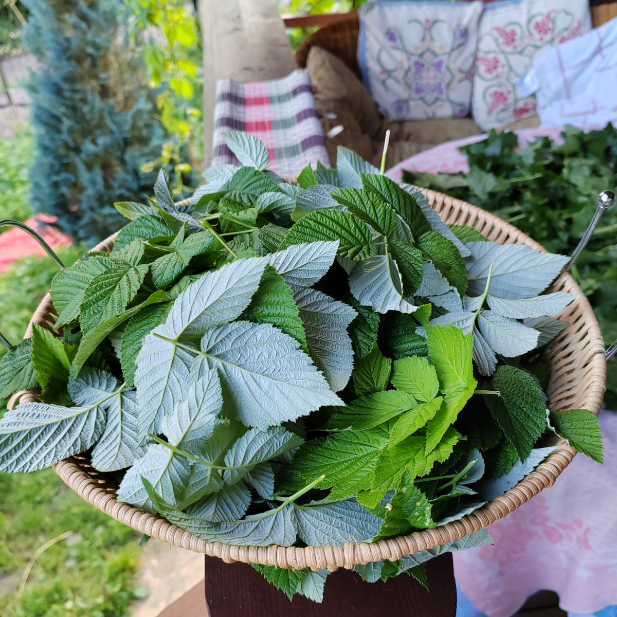 Собрала также листья малины 