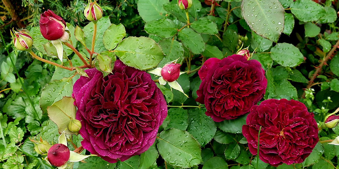 Почему я никогда никакими препаратами не поливаю почву в розарии