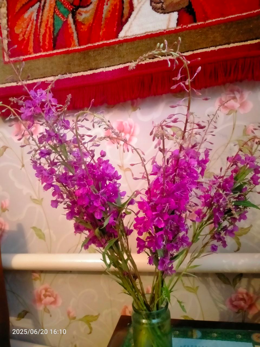 Иван (Кипрей) чай. Фотография автора