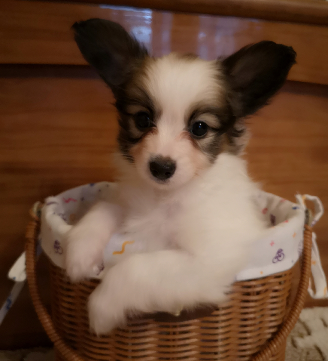 Щенок папийона Валнериз Элизабет Тейлор