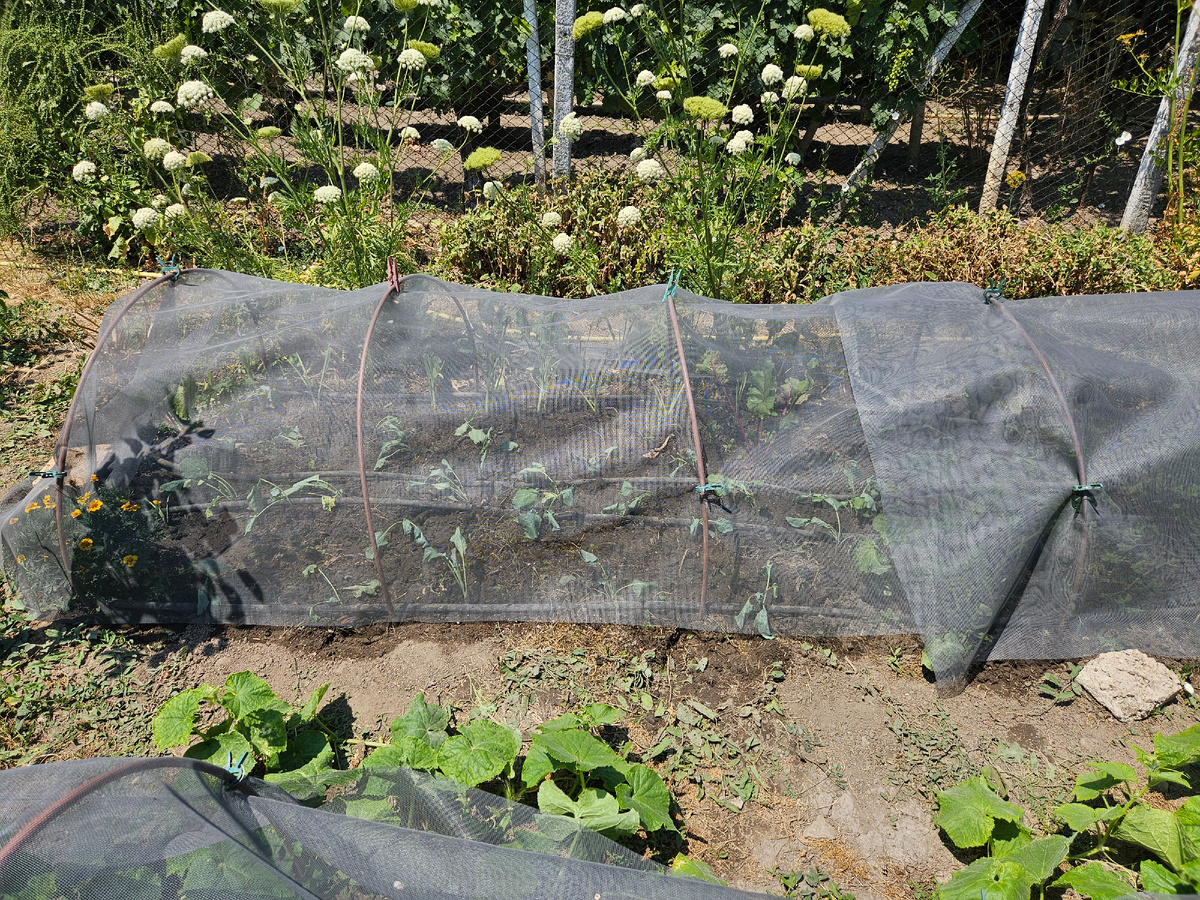 Цветущая морковь возле грядки с капустой