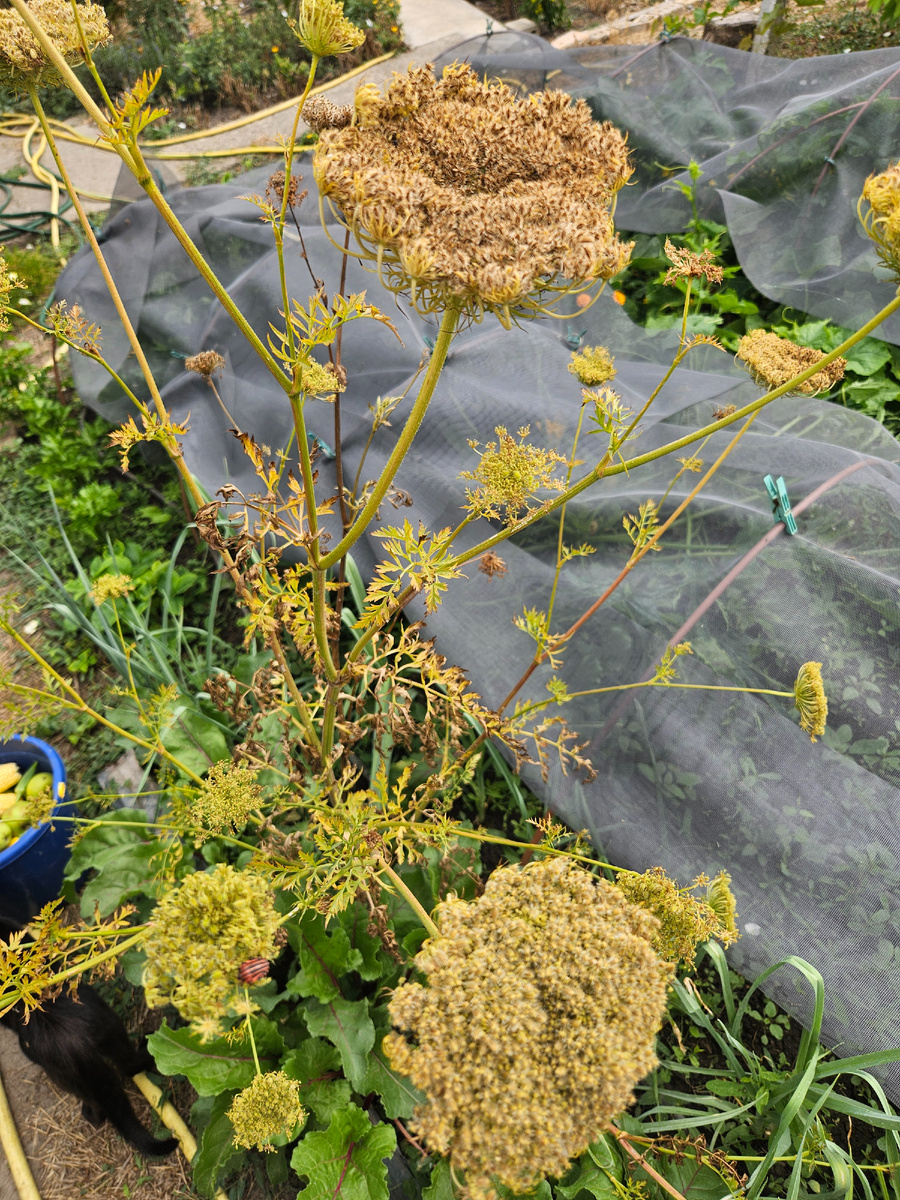 Эти зонтики ещё не поспели