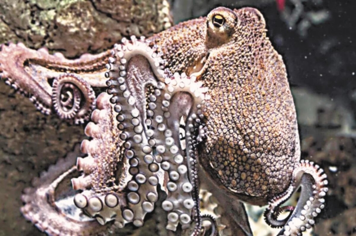    В США гигантский осьминог вылез из аквариума и пытался утащить ребенка