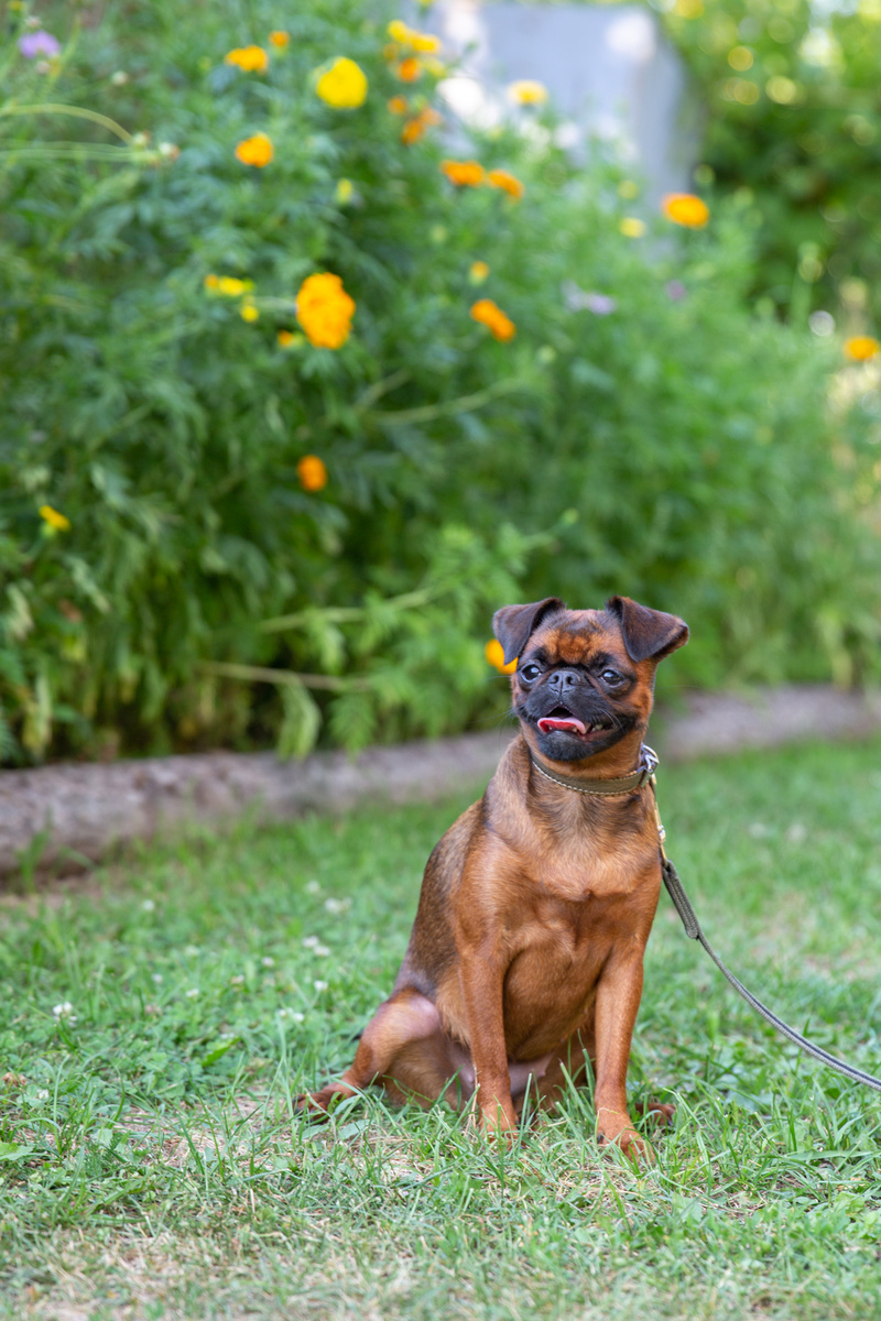 Самый лучший компаньон