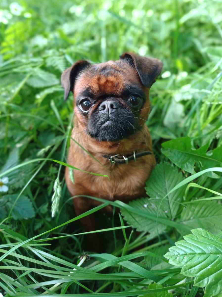 Ну чем не цветочек?