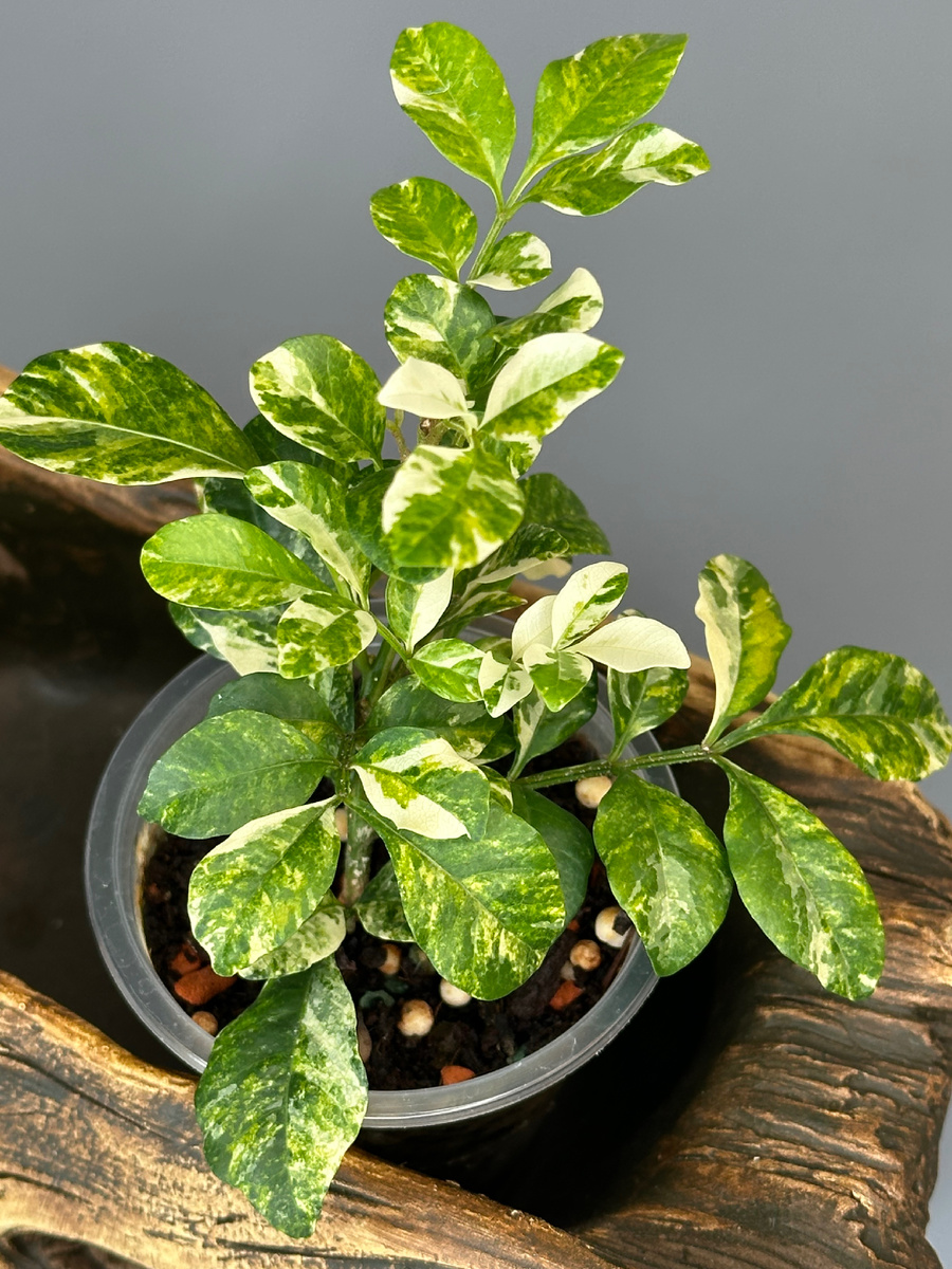 АГЛАЯ ОДОРА ВАРИЕГАТНАЯ