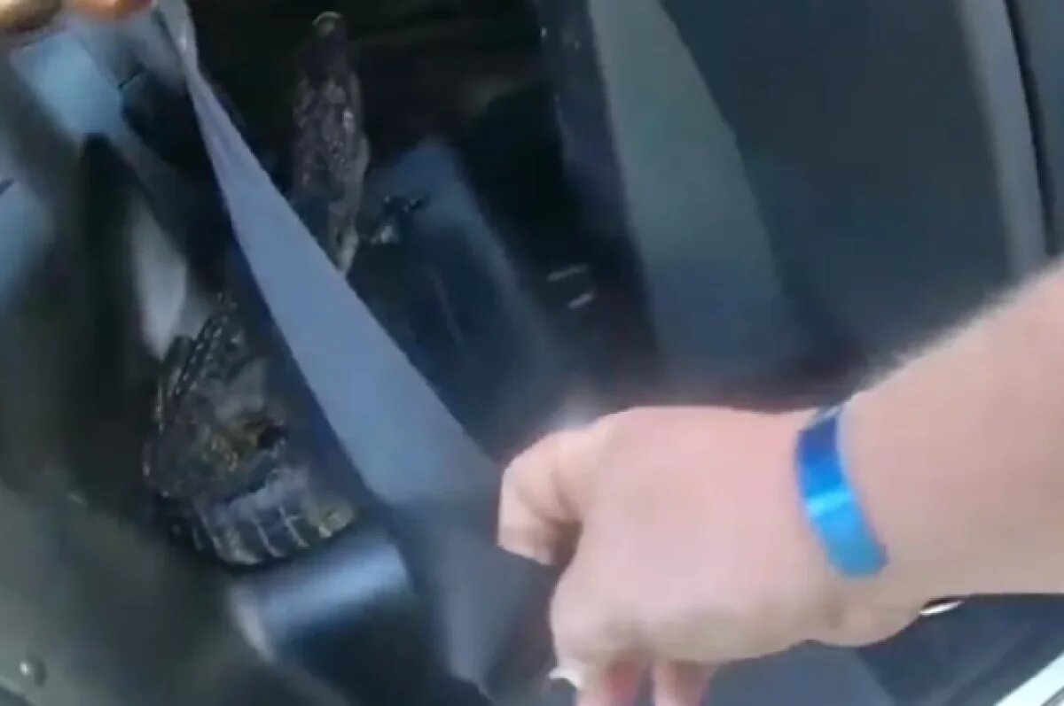    В США шериф голыми руками поймал напавшего на женщину в бассейне аллигатора