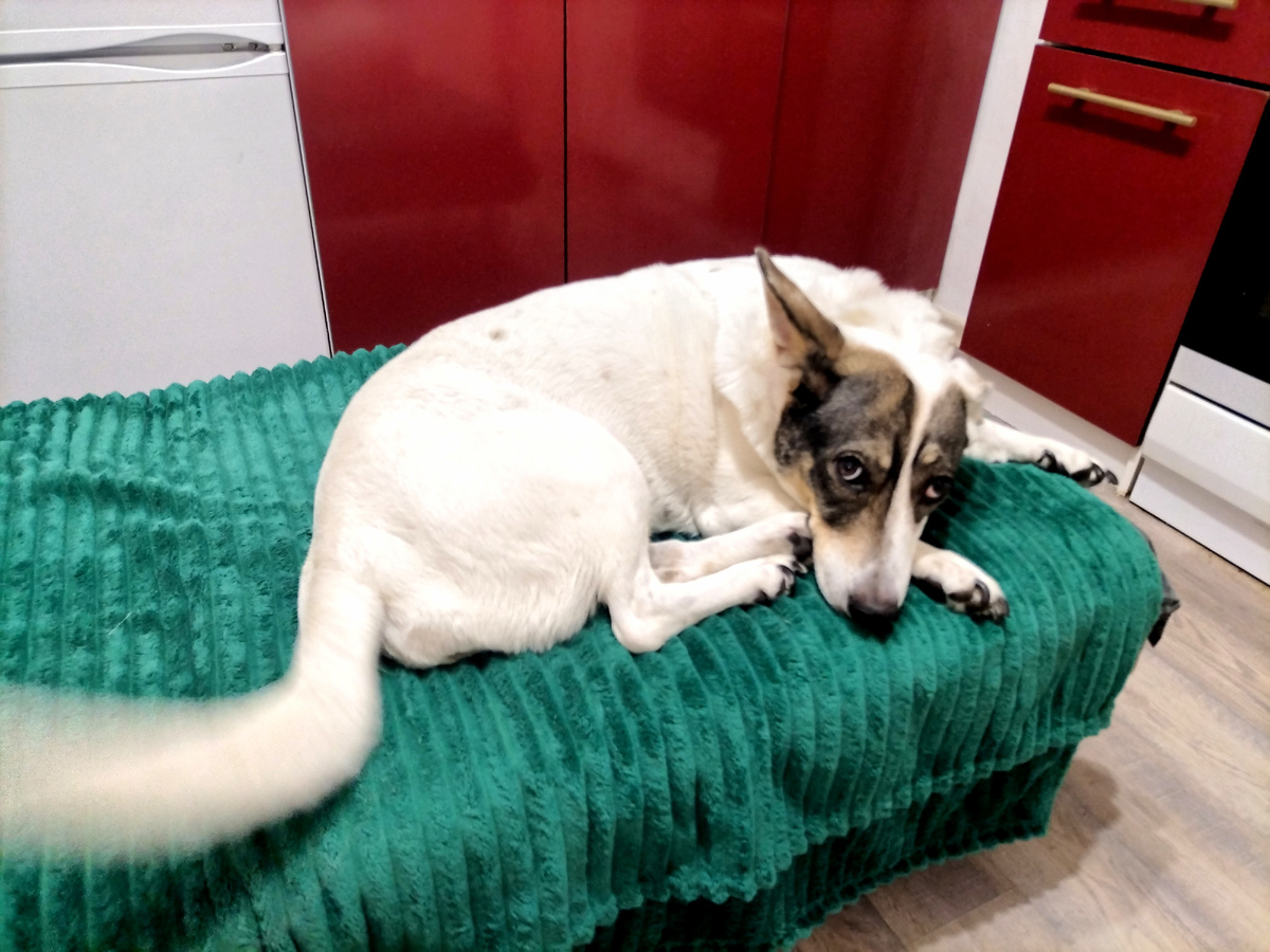 Привет вам от Зефирки) 