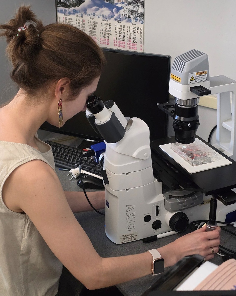 Работа с культурами клеток за микроскопом. Источник: Марина Буян