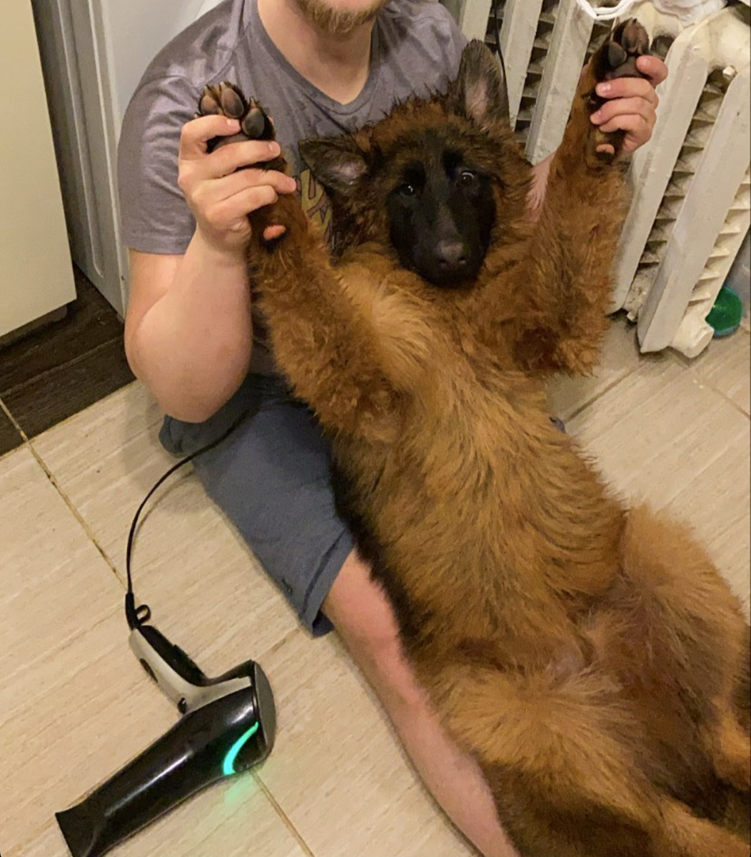 Немецкий охранник Локи, который еще не понял, как охранять...