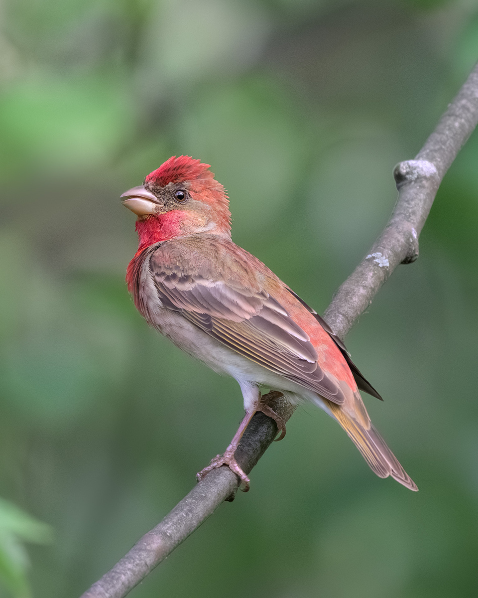 Чечевица - одна из самых ярких птиц наших лесов (портрет)