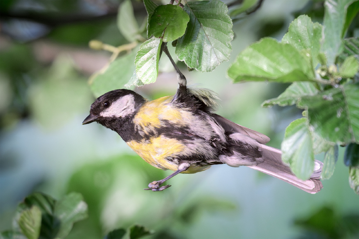 Синица-акробат
