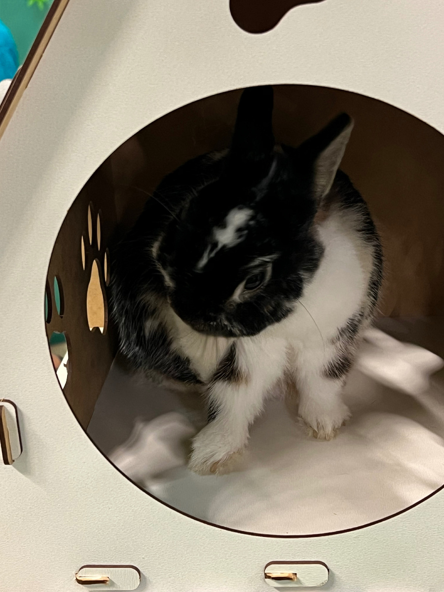 Какая милота😉