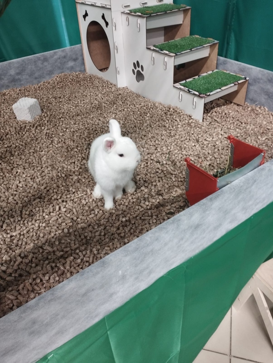 Карликовый мини-кролик