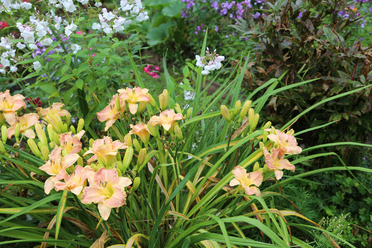 Лилейник Анасази в саду моей тетушки