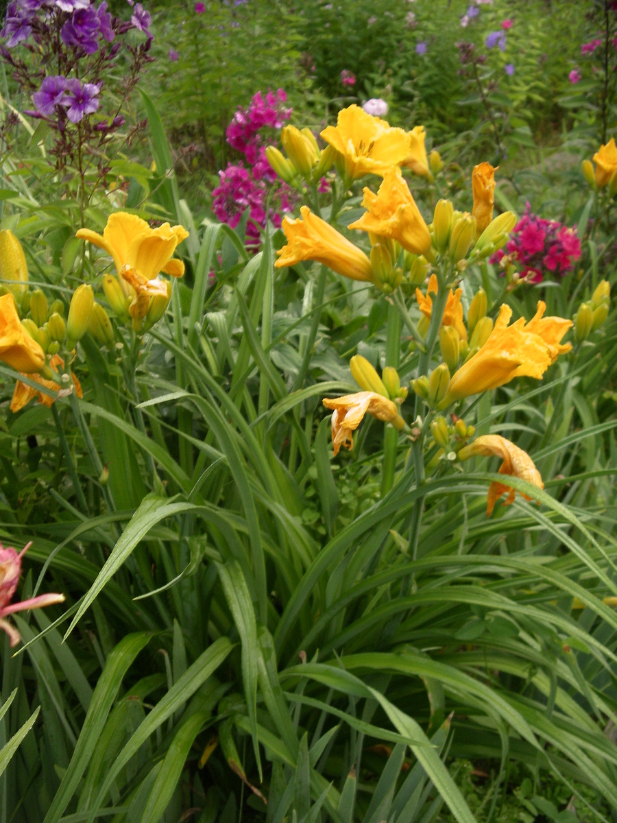 Лилейник Бил Норис в цветнике с флоксами