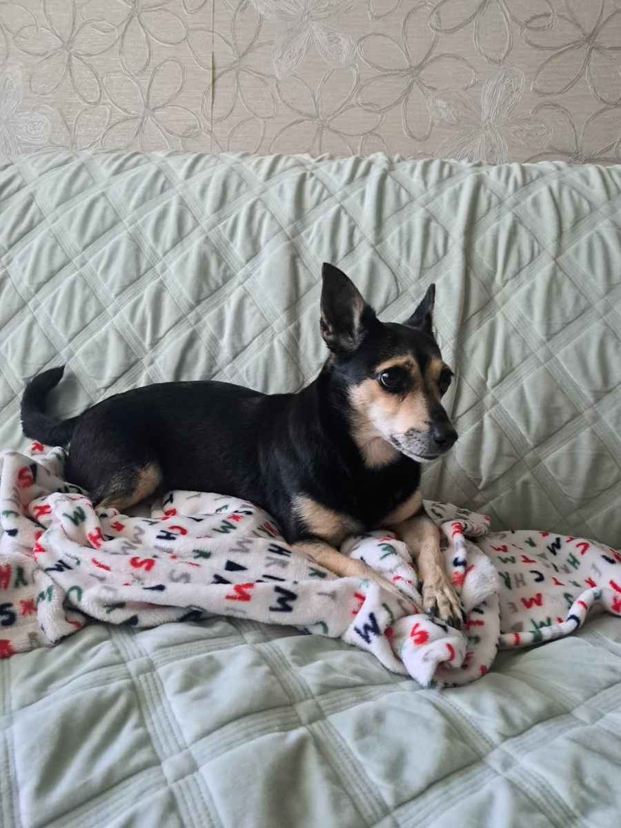 Воронеж!!!Очень нужна ваша помощь в поисках нашей малышки по имени Бося. (всего 2 месяца назад, она обрела новую семью).На прогулке она неожиданно сорвалась с поводка и убежала, без ошейника, в юго-западном районе города, примерно в районе улицы Героев Сибиряков, дом 52.Сейчас мы не можем точно сказать, где она может быть — боимся, что Бося могла добраться до любого другого района города.Бося — очень умная и хитрая собака, поэтому просто так к незнакомым людям она не подойдет, что усложняет поиски. Хозяева, друзья и близкие люди продолжают активно искать её, не теряя надежды и веры в то, что малышка найдётся и вернётся домой целой и невредимой.Очень просим всех неравнодушных жителей Воронежа и гостей города, если у вас есть хоть какая-либо информация о местонахождении Боси, или вы видели собаку, похожую на нашу маленькую питомицу, пожалуйста, свяжитесь с нами как можно скорее.Ваш звонок может спасти жизнь нашей собаке и помочь нам вернуть её домой.Контактный номер для связи:8 951 561-52-19 Ольга. Любая информация будет очень ценна для нас.Пожалуйста, помогите распространить эту информацию среди знакомых, соседей и в социальных сетях.Вместе у нас больше шансов найти Босю и вернуть её семье!