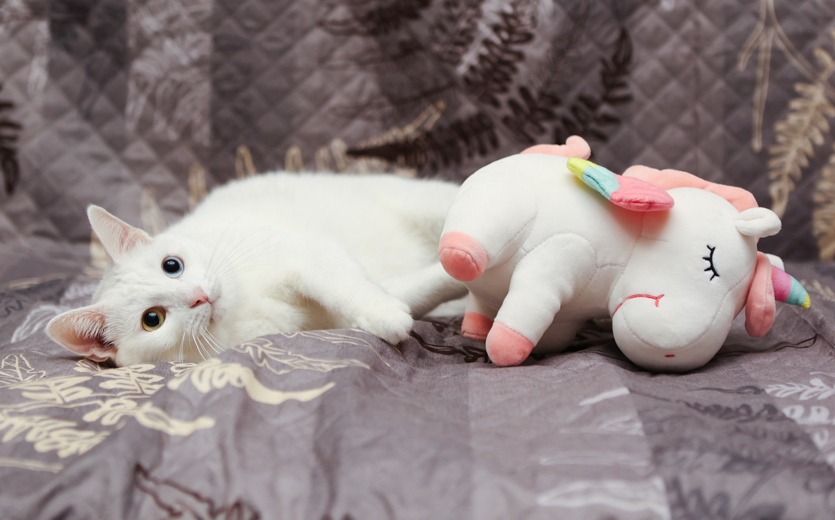 Может передумаете и возьмем мою Масё?