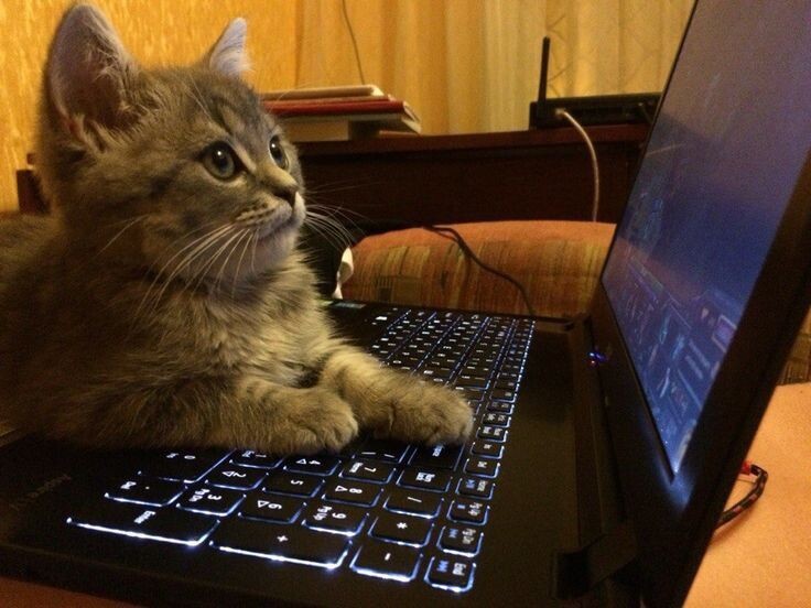 Добрый вечер, я диспетчер!😸