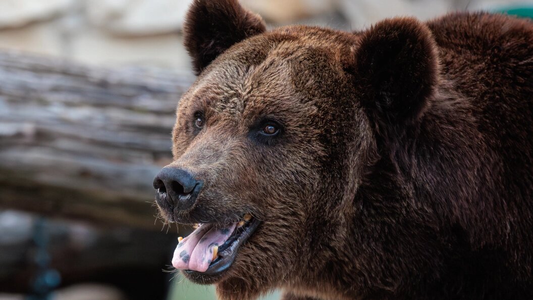    Фото: Edgar Breshchanov/Global Look Press/Globallookpress