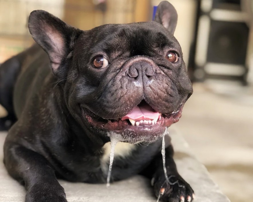 Слюни — это вообще отдельная тема.
