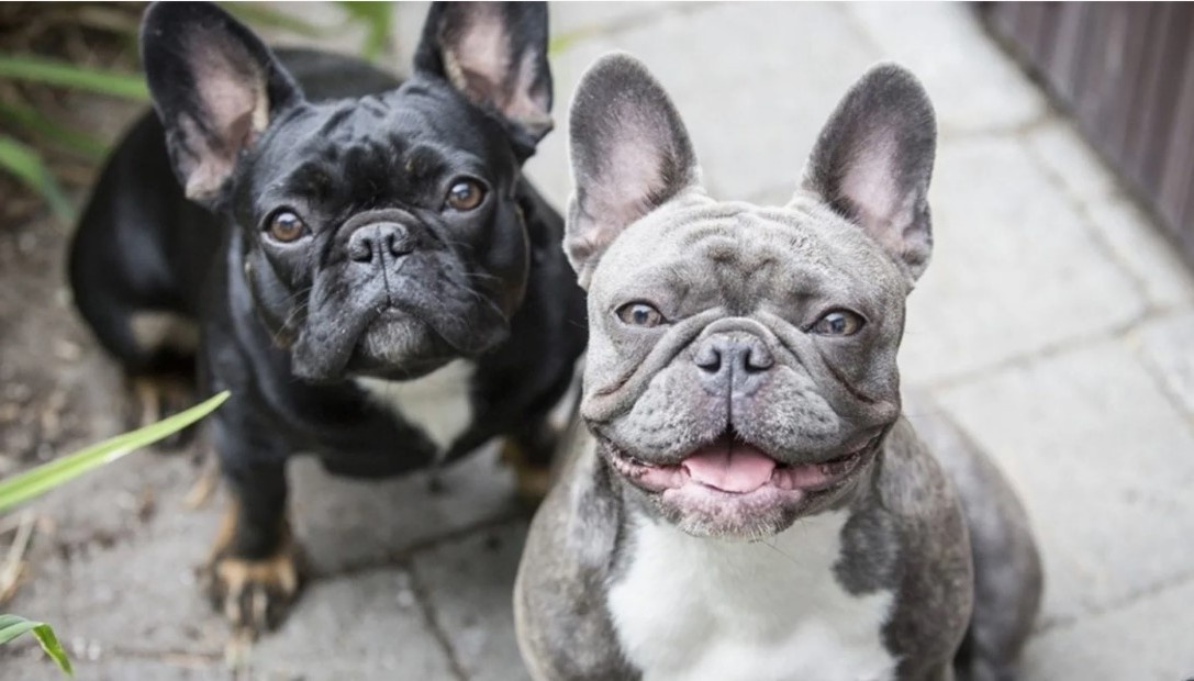 Рассказываю по личному опыту и наблюдением за десятками владельцев французов, включая мою соседку, которая не спит по ночам и мечтает вернуться в дом, где не пахнет так, как пахнет у неё сейчас.
