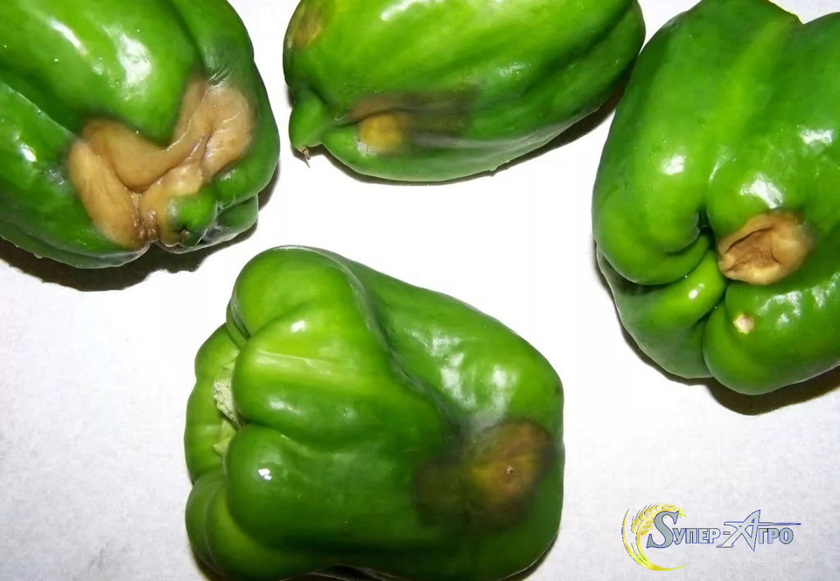 Вершинная гниль перцев