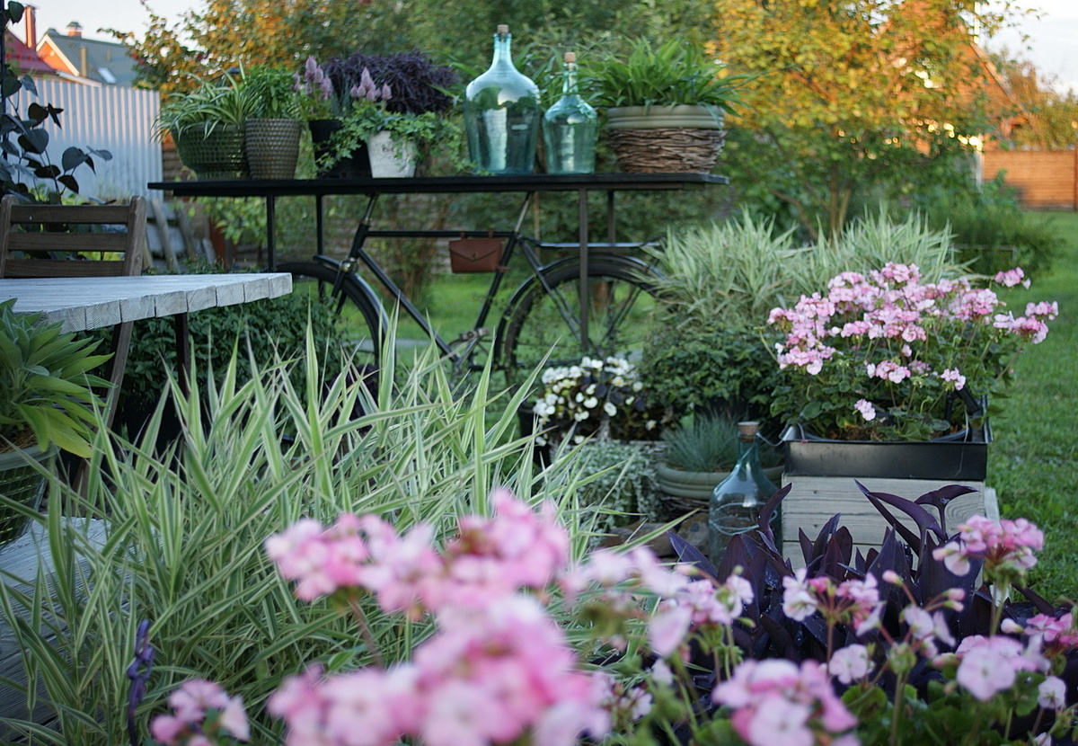 Как назло, пеларгонии снова растрёпы после дождя. А ведь я уже добилась плотных круглых соцветий, но один ливень – и всё, вблизи лучше не смотреть. Хотя издалека и если не знать, как должно быть, всё не так уж и плохо. 