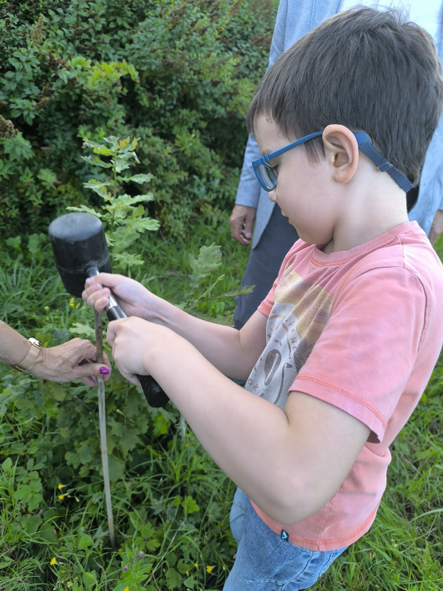 Спасает дуб от скашивания