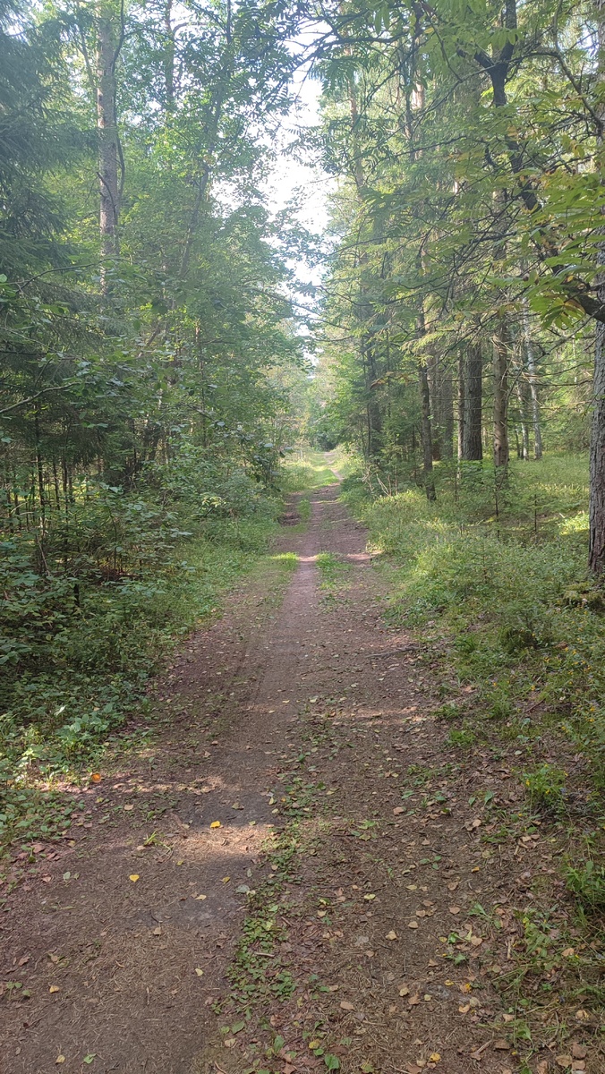 Лесная тропа. Возможно, ещё партизанская... 