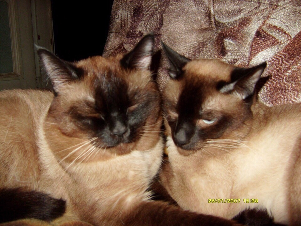 Тоша и Джекусик