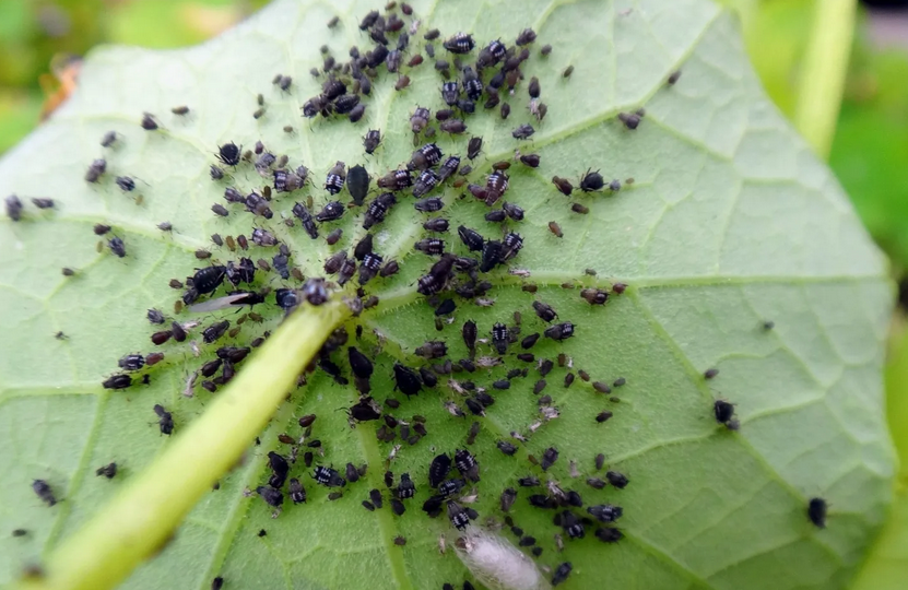 🔥 Одна обработка за сезон, и тля не появляется год. Мой успешный метод борьбы в саду и на огороде за 5-7 минут