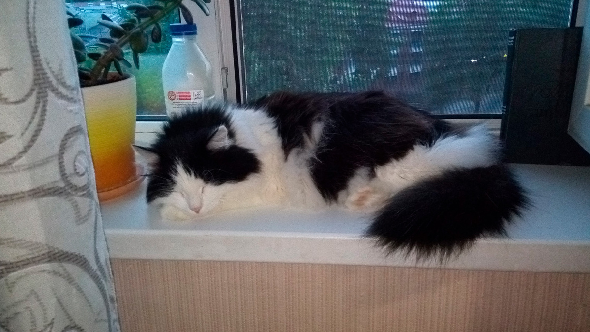 Муся. Любит она у нас в жару на сквознячке поспать / фотография атора